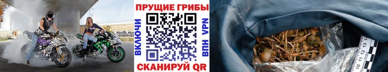 Галлюциногенные грибы Psilocybe  как найти закладки  Сосновка 